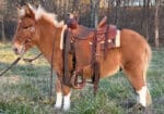 Flashy Red Dun Miniature Mule