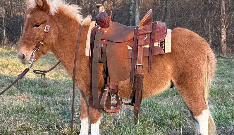 Flashy Red Dun Miniature Mule
