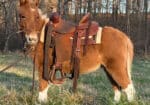 Flashy Red Dun Miniature Mule