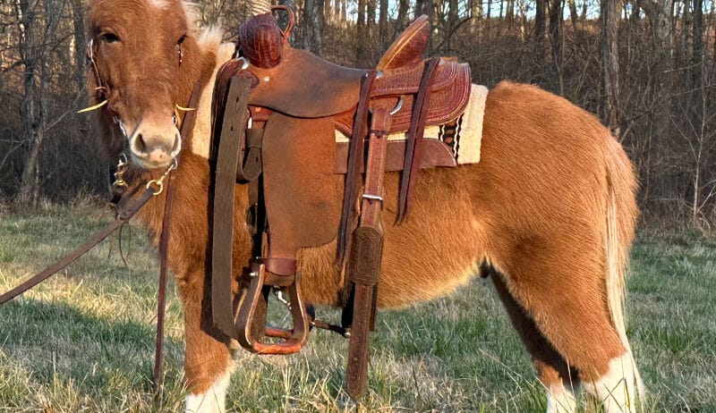 Flashy Red Dun Miniature Mule