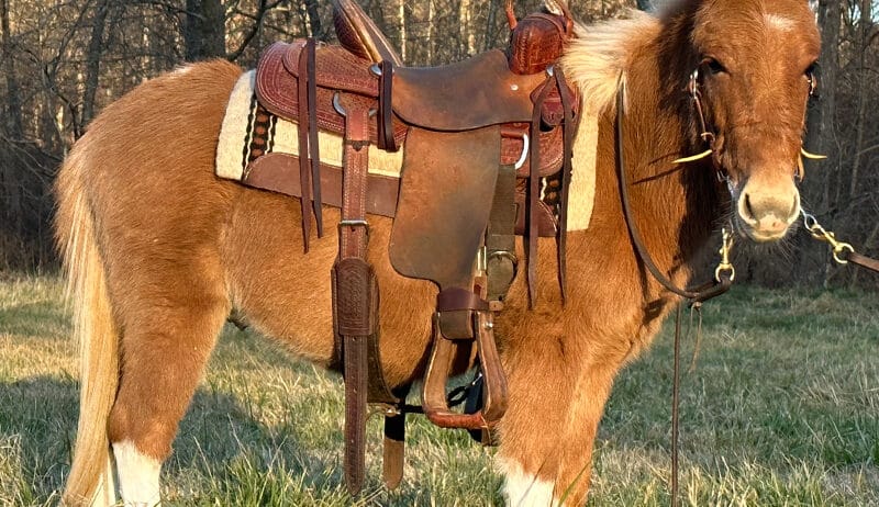Flashy Red Dun Miniature Mule