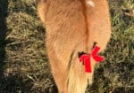 Flashy Red Dun Miniature Mule