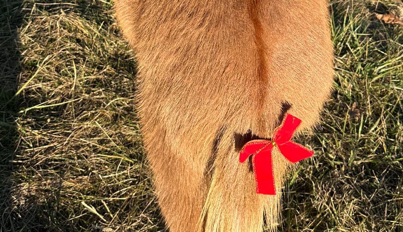 Flashy Red Dun Miniature Mule