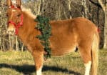 Flashy Red Dun Miniature Mule