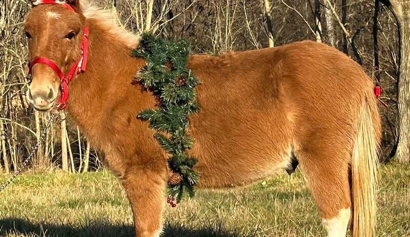 Flashy Red Dun Miniature Mule