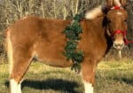 Flashy Red Dun Miniature Mule