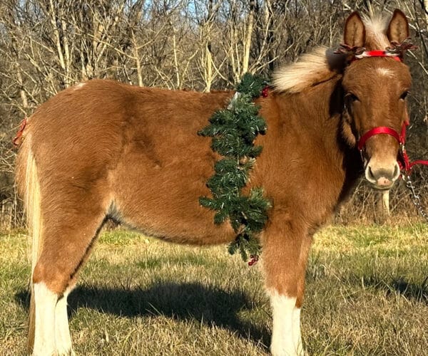 Flashy Red Dun Miniature Mule