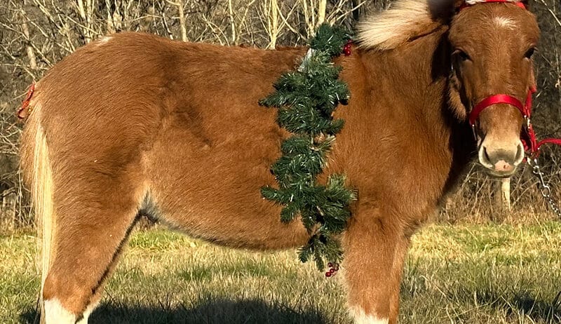 Flashy Red Dun Miniature Mule