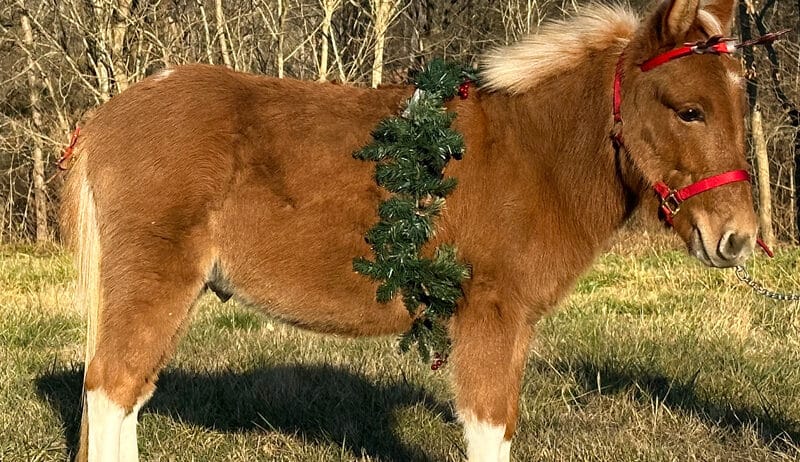 Flashy Red Dun Miniature Mule
